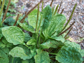 Bare Root Plantago Major Broadleaf Plantain Plants – Hardy Perennial Herb, Easy Care, Drought Tolerant, Live Starter Plants