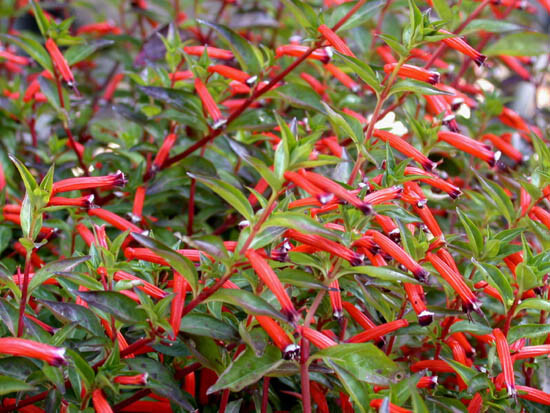 Cigar Plant Starter Seedling – Cuphea Ignea – Hummingbird & Butterfly Magnet – Live Plant Grown in USA