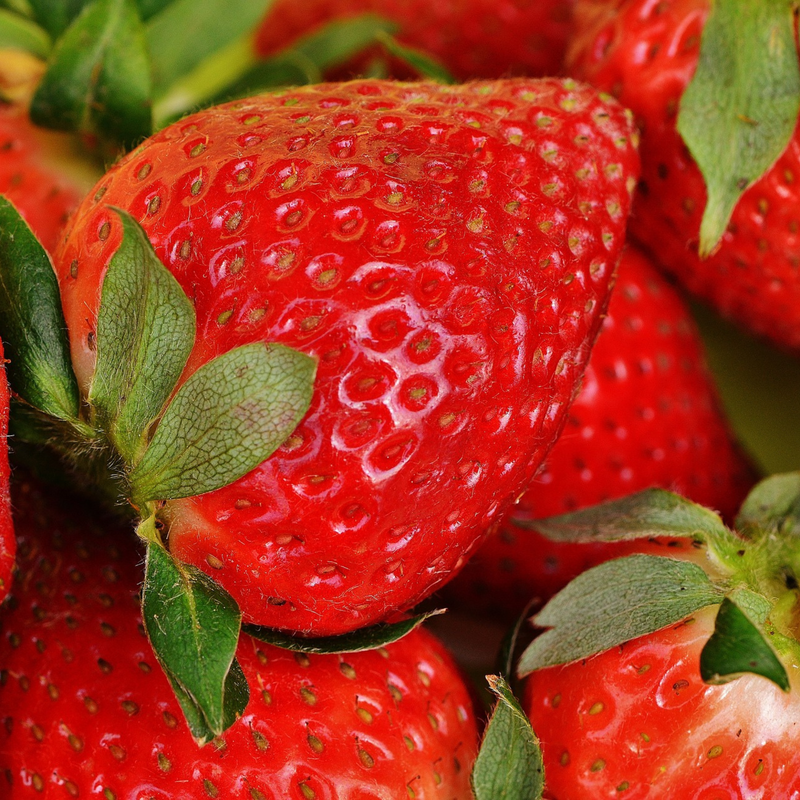 Bare Root Everbearing Strawberry Plants San Andreas – 12 Pack, USDA Zones 4-9, High Yield, Disease-Resistant, Full Sun