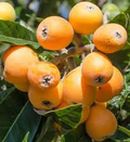 Loquat Fruit Tree Starter Plant - Big Juicy Fruits, Eriobotrya japonica, Tropical Subtropical Garden Plant