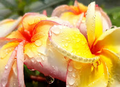 Plumeria Cutting JJ California Sunset - Fragrant Orange Blooms, Early & Long-Season, Semi-Compact Growth, Plumeria rubra