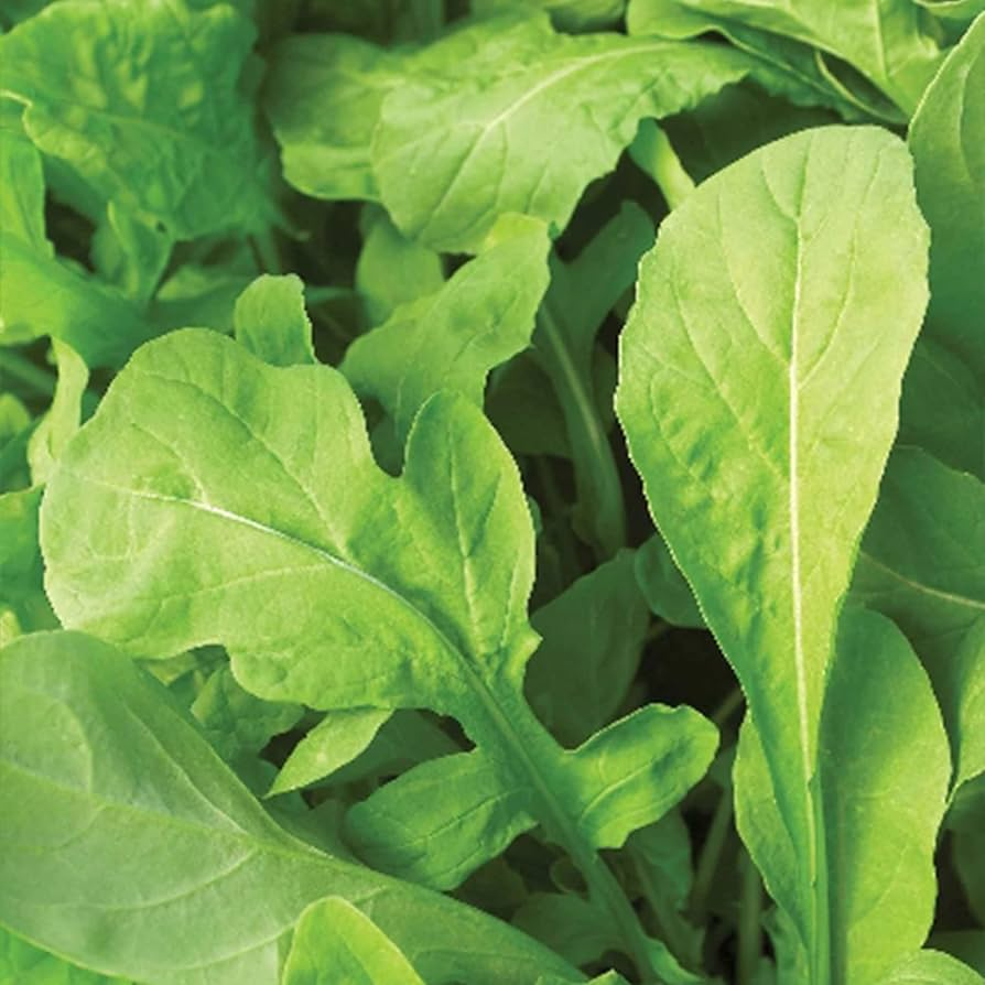 Non-GMO Arugula Microgreen Seeds for Sprouting, Brassica rapa var. sylvestris, Fast-Growing, Organic, Compact Microgreens
