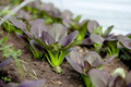 300 Gourmet Purple Hybrid Pak Choi Seeds - Brassica rapa Chinensis, Edible Leafy Green, Microgreens & Full-Size Harvest