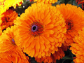 Calendula Seeds Pacific Beauty Orange - Bright Orange Flowers, Pollinator-Friendly, Herb, Calendula officinalis, 100 Seeds