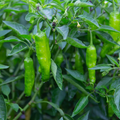 Shishito Pepper Seeds – Heirloom, Non-GMO, Mild & Sweet, Easy to Grow, 20 Seeds, Capsicum annuum