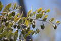Jojoba Tree Seeds Simmondsia chinensis Drought-Tolerant Shrub Native to Arid Climates