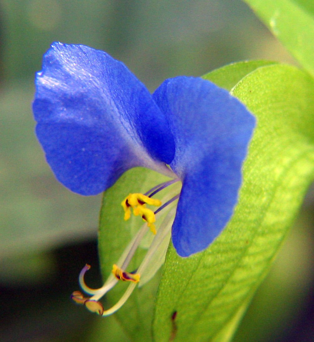 15 Spiderwort Day Lily Cuttings - Wandering Jew Blue, Easy Care Houseplant, Trailing Foliage, Tradescantia pallida, Fresh Starter Plant