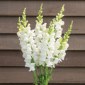 Costa Midly White II Snapdragon Seeds - Antirrhinum majus, 1000+ White Flower Seeds for Garden & Cut Flowers