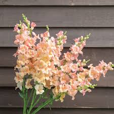 1000+ Chantilly Light Salmon Snapdragon Seeds – Tall Open-Faced Blooms for Garden, Cut Flowers & Borders – Antirrhinum majus
