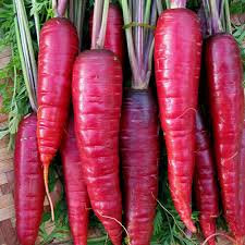 Purple Dragon Carrot Seeds - Heirloom Non-GMO, Reddish-Purple Root, Spicy-Sweet Flavor, Cool Season Vegetable, Daucus carota