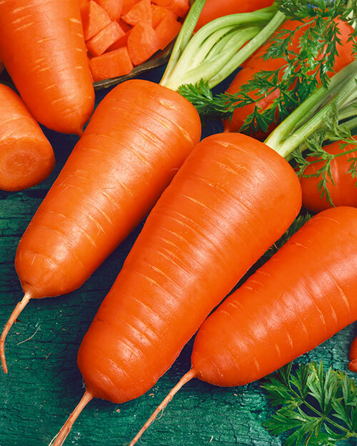 Chantenay Red Cored Carrot Seeds – Heirloom Variety, Sweet Crisp Roots, Short & Thick, High Yield, Garden & Container Planting