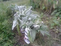 Bianco Avorio Cardoon Seeds – Edible Ornamental Cynara cardunculus for Garden, Landscaping, and Culinary Use