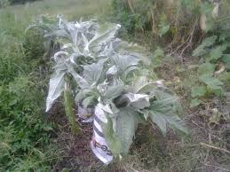 Bianco Avorio Cardoon Seeds – Edible Ornamental Cynara cardunculus for Garden, Landscaping, and Culinary Use