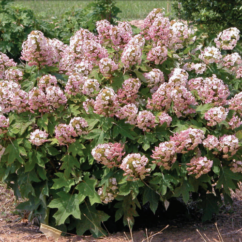 Munchkin Dwarf Oakleaf Hydrangea Starter Plant | Compact Shrub with White to Pink Blooms | USDA Zones 5-9
