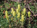 Sulfur Paintbrush Seeds – Castilleja sulphurea – Native Wildflower with Cream-Yellow Bracts for Pollinator Gardens