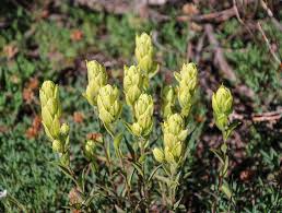 Sulfur Paintbrush Seeds – Castilleja sulphurea – Native Wildflower with Cream-Yellow Bracts for Pollinator Gardens