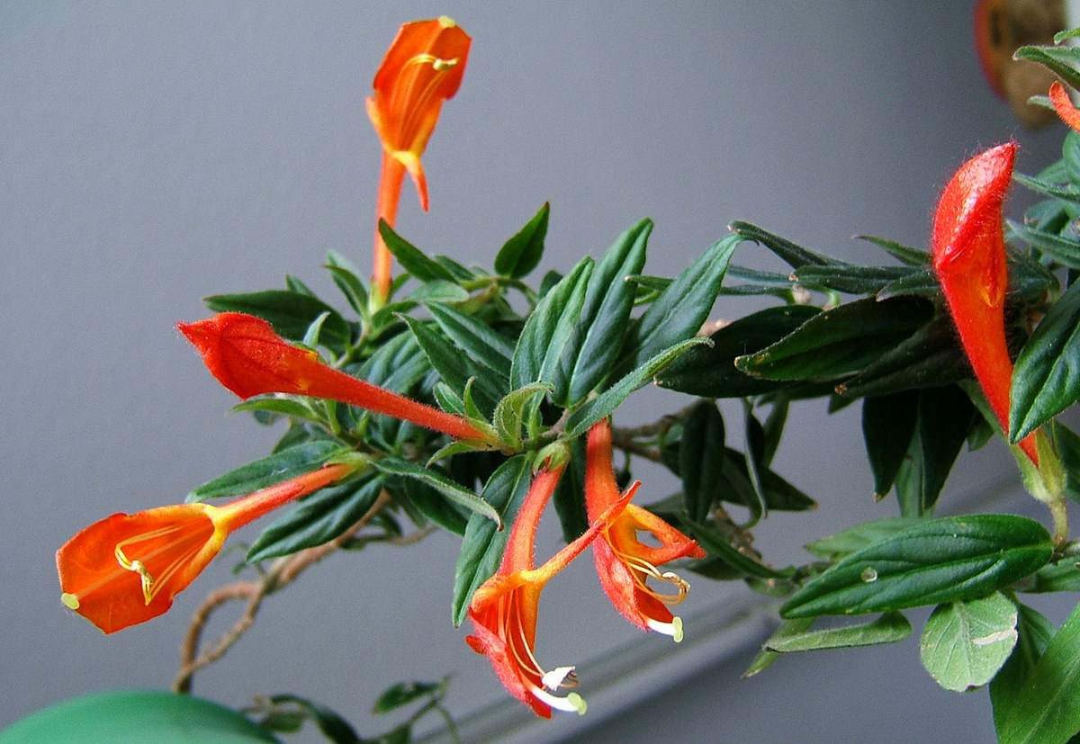 Columnea Broget Stavanger Goldfish Plant 2-Inch Potted Indoor Houseplant with Red Flowers