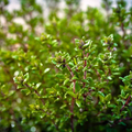 350 Thyme Seeds for Planting - Thymus vulgaris Aromatic Culinary Herb for Garden & Kitchen