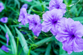 Rooted Cuttings of Purple Mexican Petunia (Ruellia simplex) - Hardy Perennial Flowers for Garden Borders & Ground Cover