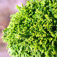 Chamaecyparis Pisifera 'Tsukumo' Dwarf Evergreen Cypress Live Starter Plant, 4-6 Inches, Deer-Resistant Bonsai or Garden Accent