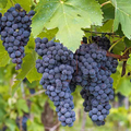 Organic Concord Grape Cuttings - 12+ Hardy Perennial Vine for Rooting, Sweet Juicy Grapes for Jam and Juice