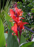 Canna Edulis Ker Gawl Bare Root Plant, Tropical Ornamental Flowering Bulb, Easy to Grow Garden Rhizome