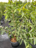 Mexican Guava Starter Plant 1-2’ Tropical Fruit Tree Psidium guajava for Garden or Container