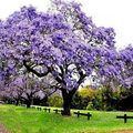 50 Royal Empress Tree Seeds - Fastest Growing Shade Tree with Lavender Flowers - Non-GMO Paulownia tomentosa Seeds