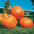 Big Max Pumpkin Seeds - Heirloom, Non-GMO, Giant Cucurbita maxima for Carving, Baking, and Garden Harvest