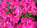 Helen Johnson Bougainvillea Starter Plant, Compact Tropical Garden Plant, Indoor & Outdoor Bougainvillea, Well-Rooted Seedling