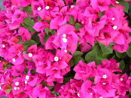 Helen Johnson Bougainvillea Starter Plant, Compact Tropical Garden Plant, Indoor & Outdoor Bougainvillea, Well-Rooted Seedling