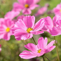 100 Seeds Cosmos Gloria (Cosmos bipinnatus) - Bright Pink Blooms, Pollinator-Friendly, Easy-to-Grow Annual Flower Seeds