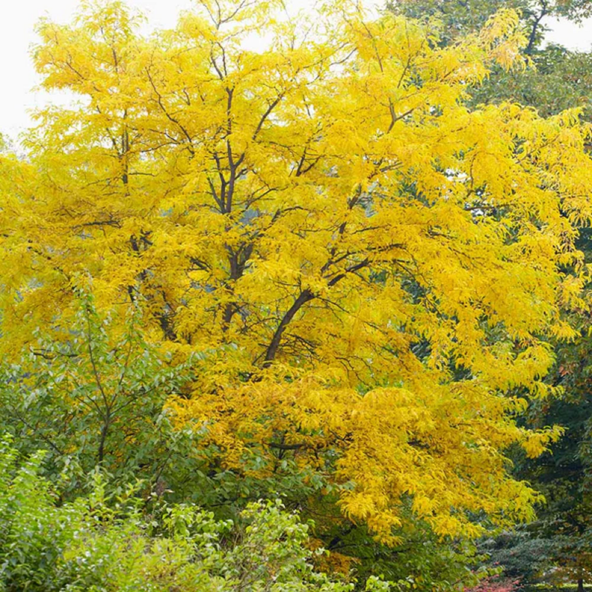 Honeylocust Tree Seeds 10 Pack Gleditsia caspian Fast-Growing Hardy Shade Landscaping Cover