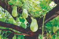 Chayote Squash Plant – Live 10” Mirliton Vine in Pot – Fast Growing Climbing Vegetable Plant – Sechium edule