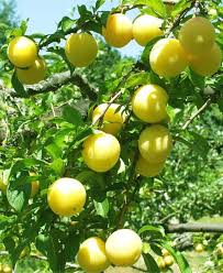 Shiro Plum Scions - 3 Unrooted 6-10" Cuttings for Grafting, Prunus salicina, Japanese Plum Tree Propagation