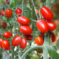 Tomato Seeds Roma Heirloom Variety – 100mg, Meaty, Flavorful, High Yield, Suitable for Canning & Containers, Solanum lycopersicum
