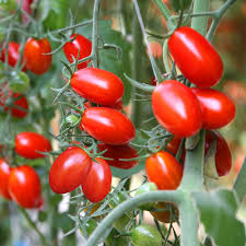 Tomato Seeds Roma Heirloom Variety – 100mg, Meaty, Flavorful, High Yield, Suitable for Canning & Containers, Solanum lycopersicum
