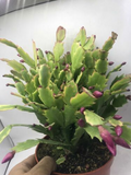 Christmas Cactus Cuttings (5pcs) – Schlumbergera Truncata Starter Plants for Indoor & Shade Gardens