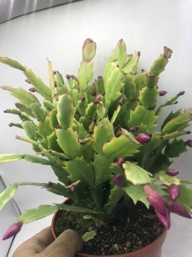 Christmas Cactus Cuttings (5pcs) – Schlumbergera Truncata Starter Plants for Indoor & Shade Gardens