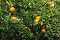 Poncirus trifoliata Hardy Orange Tree 6-Inch Seedling Cold Hardy Citrus Plant Ready to Grow