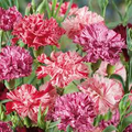 Picotee Mix Carnation Seeds – Ruffled Bi-Color Fragrant Flowers for Garden & Bouquets – Dianthus caryophyllus