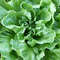 Endive Seeds, Broadleaf Batavian, Heirloom Salad Green, Cichorium endivia, Cold Hardy, Easy to Grow, Vegetable Seeds