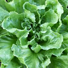 Endive Seeds, Broadleaf Batavian, Heirloom Salad Green, Cichorium endivia, Cold Hardy, Easy to Grow, Vegetable Seeds