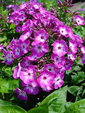 Purple Volcano Phlox Seeds – Perennial Garden Planting, Vibrant Purple Blooms, Fragrant, Attracts Pollinators, Phlox paniculata, USA
