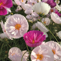 Cupcakes & Saucers Cosmos Seeds – 200+ Ruffled Pink & White Flowers for Borders, Cut Flowers, Cottage Gardens – Cosmos bipinnatus