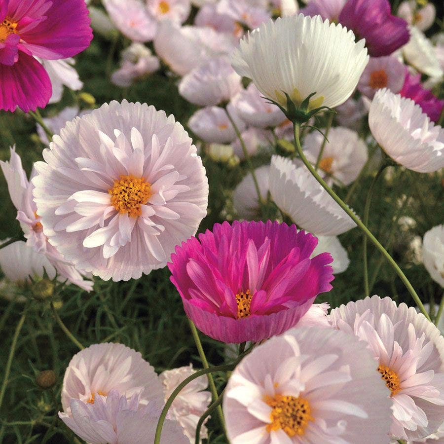 Cupcakes & Saucers Cosmos Seeds – 200+ Ruffled Pink & White Flowers for Borders, Cut Flowers, Cottage Gardens – Cosmos bipinnatus