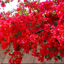 Spectabilis Red Bougainvillea Starter Plant Plug – Rare, Vibrant Red Blooms, Indoor & Outdoor Tropical Plant, Low Maintenance, HTF