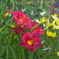 Daylily Ruffled Red Cranberry Baby Live Rooted Plant, Hemerocallis, Perennial, Reblooming, Drought-Tolerant, Pollinator-Friendly