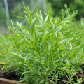 Russian Tarragon Seeds – 1500 Pack, Hardy Culinary Herb, Artemisia dracunculoides, Milder Anise Flavor, Easy to Grow