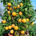 Pepino Melon Plant Cutting | Live Starter with Pot | Golden Ginseng Fruit | Bushy Perennial Evergreen | Solanum muricatum